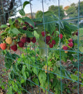 Thornless Raspberry Plant Joan J - Medicinal Berry Bush - Rubus idaeus - Perennial Shrub for Garden & Containers
