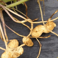 Virginia Jumbo Peanut Seeds - 15+ Non-GMO Arachis hypogaea for Planting, Organic, High Germination, Home Garden, Container Growing