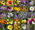 Wildflower Mix Cascade Perennial Seeds - 1 Oz Bulk Native Flower Blend for Gardens & Pollinator Attracting