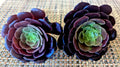 Aeonium Black Rose Succulent Cuttings - 4" Rosette-forming Plant for Indoor Outdoor Gardening - Aeonium arboreum 'Zwartkop'