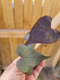 Ipomoea Black Heart Live Plant | Trailing Sweet Potato Vine | Dark Foliage | Well-Rooted Annual | Ipomoea batatas