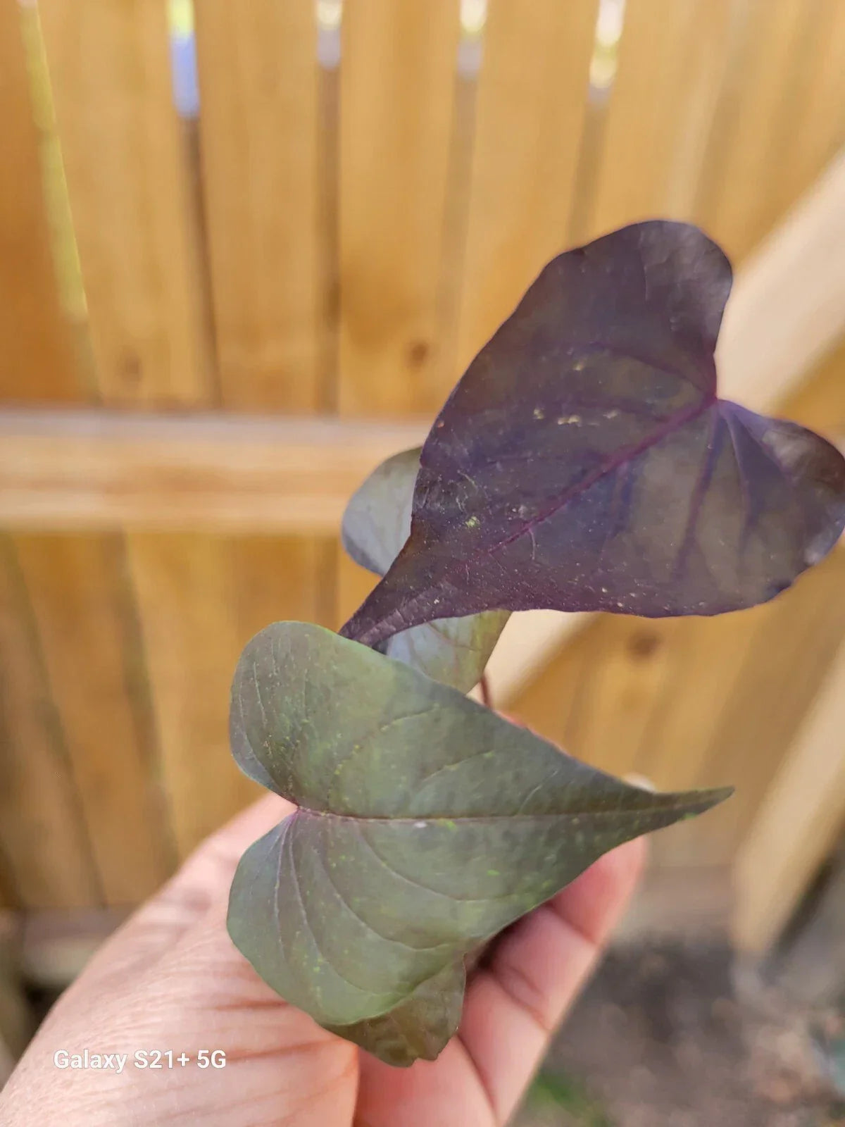 Ipomoea Black Heart Live Plant | Trailing Sweet Potato Vine | Dark Foliage | Well-Rooted Annual | Ipomoea batatas
