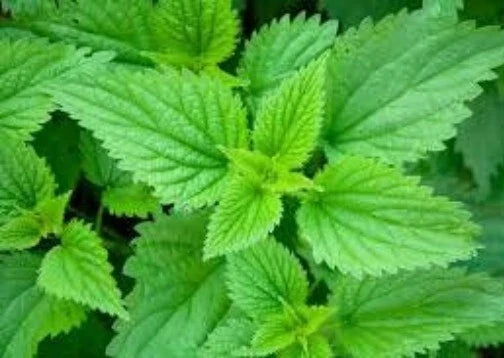 Stinging Nettle Seeds - 100 Organic Urtica Dioica Medicinal Herb Seeds for Herbal Gardening