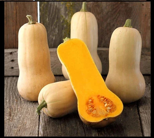 Waltham Butternut Winter Squash Seeds - Heirloom Cucurbita moschata, 15-200 Pack for Fall Harvest, Nutty Flavor, Easy to Grow