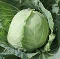 Organic Golden Acre Cabbage Seeds - Heirloom Non-GMO Brassica oleracea for Easy Garden Growing