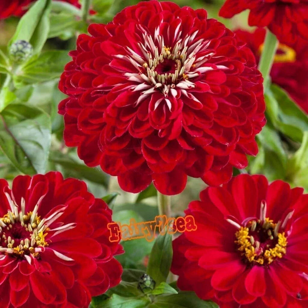 Zinnia Seeds - Dahlia Flowered Meteor Red | Zinnia elegans Annual Flower Seeds