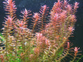 Rotala Indica 7 Stems - Live Aquarium Plant for Freshwater Tanks, Rotala rotundifolia, Easy to Care, Lush Underwater Plant