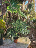 XXL Euphorbia tirucalli Pencil Cactus - African Milkbush Indoor Plant in 5" Pot, Drought Tolerant Succulent, Modern Decor
