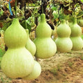 Birdhouse Bottle Gourd Seeds - Hard Shelled Calabash for Planting - Lagenaria siceraria - Vining Annual Seeds