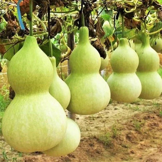 Birdhouse Bottle Gourd Seeds - Hard Shelled Calabash for Planting - Lagenaria siceraria - Vining Annual Seeds