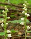 Live Rattlesnake Orchid Plant - Perennial with 5 Roots, Goodyera pubescens, Exotic Foliage, Indoor Outdoor Garden