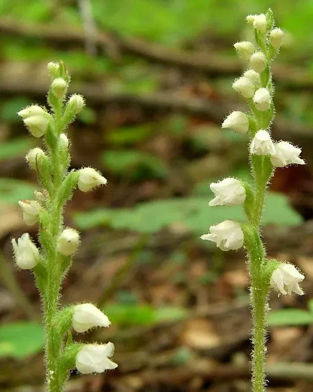 Live Rattlesnake Orchid Plant - Perennial with 5 Roots, Goodyera pubescens, Exotic Foliage, Indoor Outdoor Garden