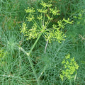 Dill Bouquet Seeds - Heirloom Non-GMO Anethum graveolens Herb for Cooking & Gardening
