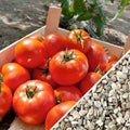 Homestead Tomato Seeds - 10+ Heirloom, Non-GMO, Organic, Drought Resistant - Solanum lycopersicum