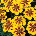 French Marigold Seeds, Dwarf Compact Variety, Naughty Marrietta, Tagetes patula, Garden Flower, Container Planting