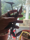 Purple Heart Wandering Jew Cuttings - Live Tradescantia pallida purpurea Propagation Plants, Vibrant Purple Foliage