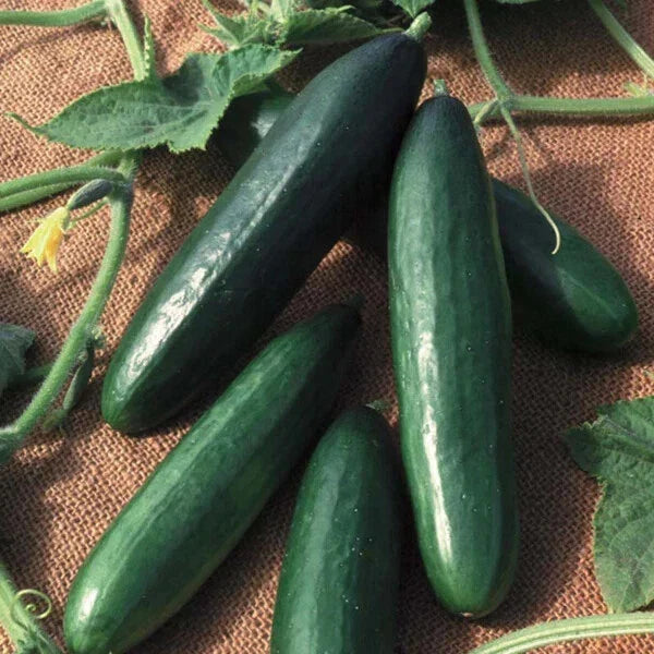 Diva Cucumber Seeds Hybrid Non-GMO AAS Winner Cucumis sativus for Fresh Eating & Pickling