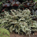 Japanese Painted Fern Plant in 5.25" Pot, Athyrium niponicum 'Pictum', Shade Garden Fern, Green Foliage Indoor Outdoor Plant