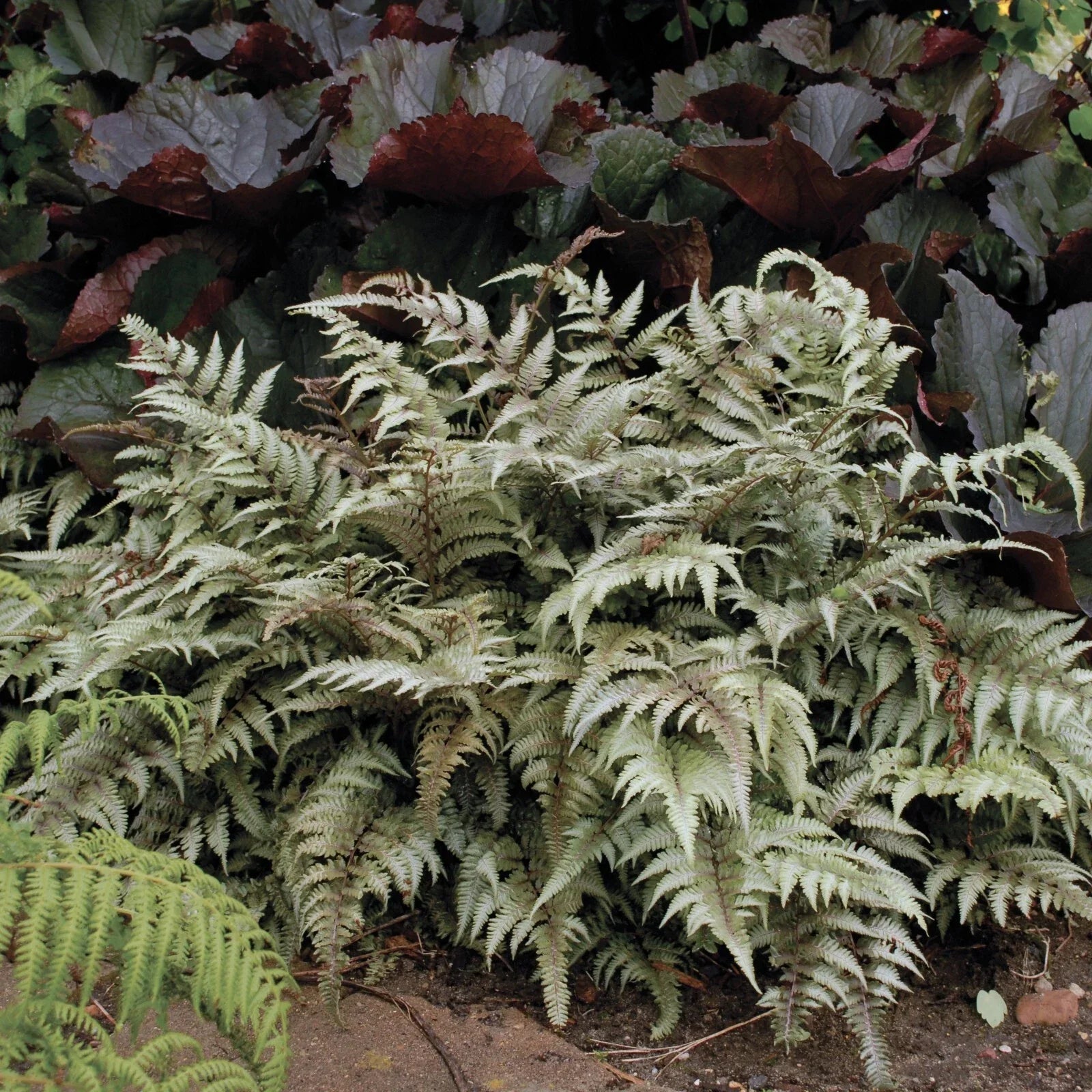 Japanese Painted Fern Plant in 5.25" Pot, Athyrium niponicum 'Pictum', Shade Garden Fern, Green Foliage Indoor Outdoor Plant