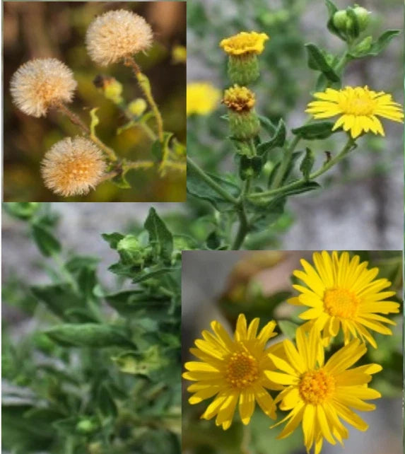 Camphorweed Seeds – Organic Heterotheca subaxillaris, Wildflower, Drought-Resistant, Bee & Butterfly Attractant, USA Harvested