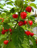 Red Habanero Pepper Seeds - Organic Capsicum chinense, 20+ Exotic Hot Pepper Seeds for Home Garden & Container Growing