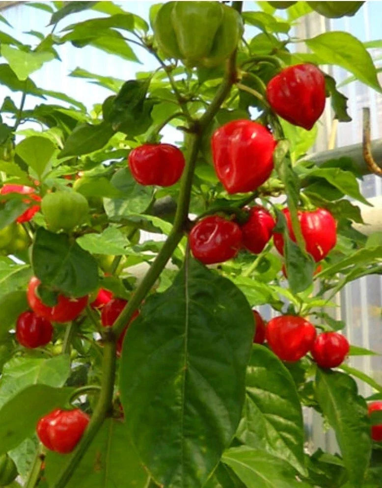 Red Habanero Pepper Seeds - Organic Capsicum chinense, 20+ Exotic Hot Pepper Seeds for Home Garden & Container Growing