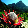 King Protea Seeds - 10 Pack - Cynaroides - Exotic Garden Plant with Large 12" Flowers