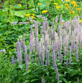 Hyssop Seeds - Giant Lavender Blue Agastache Perennial Flower for Bees & Hummingbirds - 200 Count