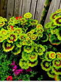 Variegated Geranium Cuttings, 6 Inches, 3 Pack, Pelargonium spp., Indoor & Outdoor Plant Propagation