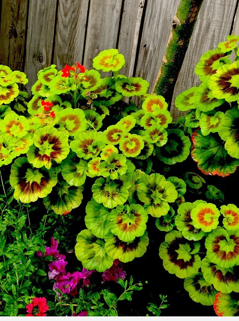 Variegated Geranium Cuttings, 6 Inches, 3 Pack, Pelargonium spp., Indoor & Outdoor Plant Propagation