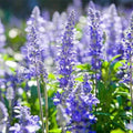 Hyssop Seeds - Heirloom Non-GMO - Blue-Purple Flowers - Hyssopus officinalis - Packet of Seeds