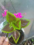 Coleus Plant - 4" Pot - Colorful Foliage - Plectranthus scutellarioides Indoor or Outdoor