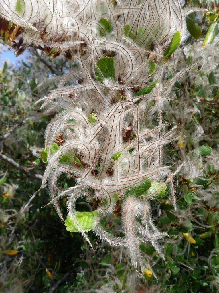 Mountain Mahogany Seeds 30 Pack Cercocarpus montanus Drought-Tolerant Native Shrub for Landscaping & Restoration