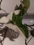 Variegated Syngonium Albo Podophyllum Cutting - Unrooted Plant, White Green Variegation, Indoor Houseplant, Free Shipping