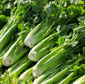 Celery Seeds 2000+ Count Utah 52-70 Variety Apium graveolens Vegetable Garden Seeds