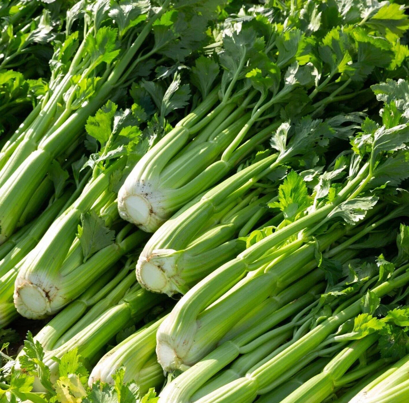 Celery Seeds 2000+ Count Utah 52-70 Variety Apium graveolens Vegetable Garden Seeds