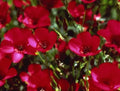 Scarlet Flax Seeds 200 Count - Linum usitatissimum - Non-GMO, Heirloom, Easy to Grow, Bright Red Flowers, Pollinator Attractant