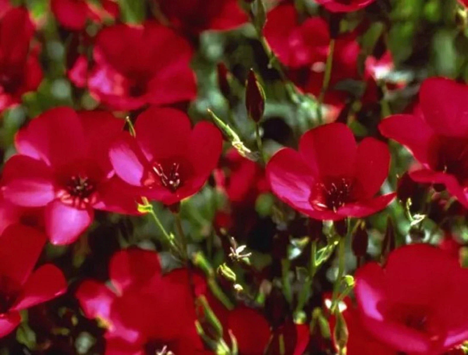 Scarlet Flax Seeds 200 Count - Linum usitatissimum - Non-GMO, Heirloom, Easy to Grow, Bright Red Flowers, Pollinator Attractant