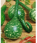 Dipper Gourd Seeds - Long Handle Lagenaria siceraria for Crafting & Gardening - Climbing Vine, 20 Seeds