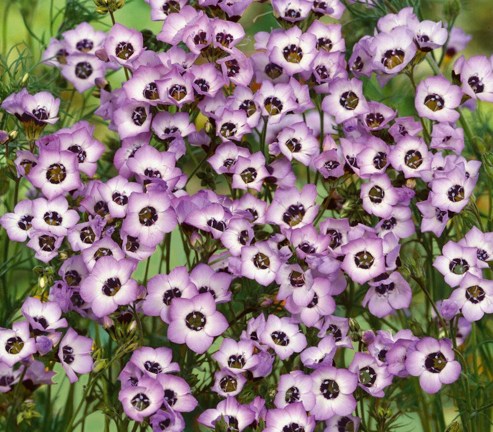 Bird's Eyes Gilia Seeds 500+ Tricolor Annual Flower for Pollinators - Gilia tricolor, Attracts Hummingbirds, Easy to Grow