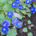 California Bluebell Flower Seeds – 1000 Pack, Phacelia campanularia, Annual, Blue, Wildflower, Pollinator Magnet