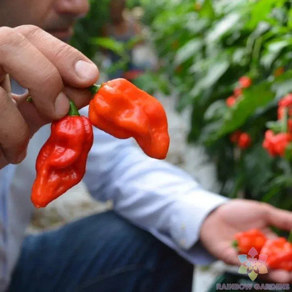 Komodo Dragon Hot Pepper Seeds – 25+ Pack, Capsicum chinense, Spicy Culinary, Garden, USA Grown, Full Sun, Non-GMO