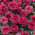 Black Cherry Carnation Seeds - 100 Perennial Dianthus caryophyllus Flower Seeds for Garden, Borders, Containers