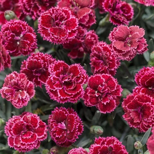 Black Cherry Carnation Seeds - 100 Perennial Dianthus caryophyllus Flower Seeds for Garden, Borders, Containers