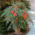 Evergreen Nandina Bush Shrub - Fully Rooted Heavenly Bamboo Ornamental Plant - Drought Tolerant, Low Maintenance, Nandina domestica