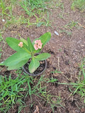 Thai Hybrid Crown of Thorns Plant 4-Inch Pot Euphorbia milii Colorful Drought-Tolerant Houseplant
