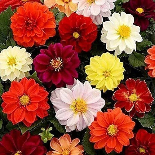 Bedding Dahlia Seeds - 25 Pack - Colorful Dahlia Pinnata Perennial Flower Seeds for Garden, Borders, Pots