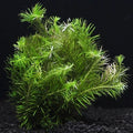 Aquarium Plant - 7 Stems Rotala Nanjenshan (Rotala sp.) - Freshwater Live Aquatic Plant for Tanks