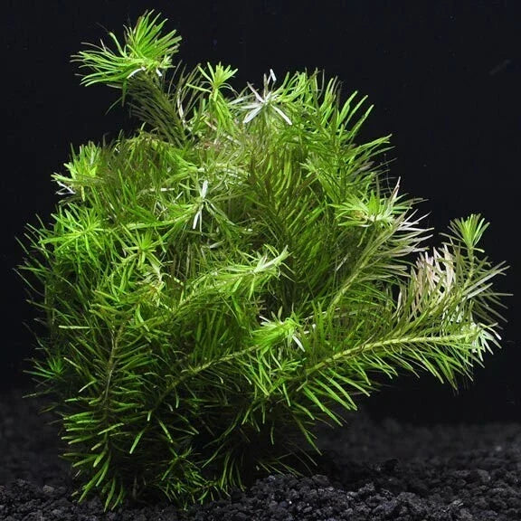Aquarium Plant - 7 Stems Rotala Nanjenshan (Rotala sp.) - Freshwater Live Aquatic Plant for Tanks