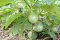 Thai Eggplant Seeds - 200 Heirloom Solanum melongena Vegetable Seeds for Organic Gardening